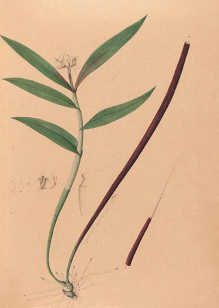 Iconography of Brazilian orchids Pl36 - João Barbosa Rodrigues — artwork view