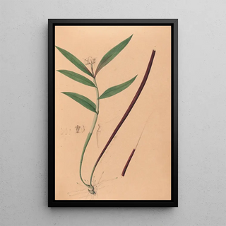 Iconography of Brazilian orchids Pl36 - João Barbosa Rodrigues — framed artwork on a wall