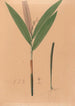 Iconography of Brazilian orchids Pl37 - João Barbosa Rodrigues — artwork view