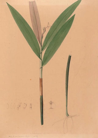 Iconography of Brazilian orchids Pl37 - João Barbosa Rodrigues — artwork view