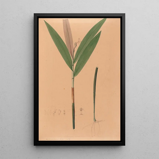 Iconography of Brazilian orchids Pl37 - João Barbosa Rodrigues — framed artwork on a wall