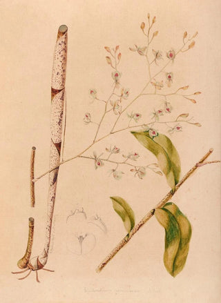 Iconography of Brazilian orchids Pl38 - João Barbosa Rodrigues — artwork view