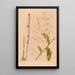Iconography of Brazilian orchids Pl38 - João Barbosa Rodrigues — framed artwork on a wall