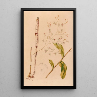 Iconography of Brazilian orchids Pl38 - João Barbosa Rodrigues — framed artwork on a wall