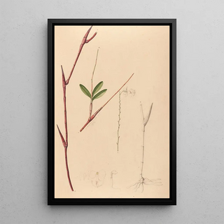 Iconography of Brazilian orchids painting Pl39 - João Barbosa Rodrigues — framed artwork on a wall
