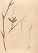 Iconography of Brazilian orchids painting Pl39 - João Barbosa Rodrigues — artwork view