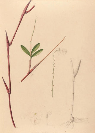 Iconography of Brazilian orchids painting Pl39 - João Barbosa Rodrigues — artwork view