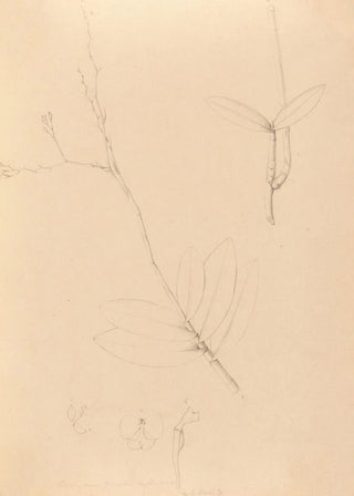 Iconography of Brazilian orchids Pl40 - João Barbosa Rodrigues — artwork view