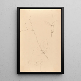 Iconography of Brazilian orchids Pl40 - João Barbosa Rodrigues — framed artwork on a wall