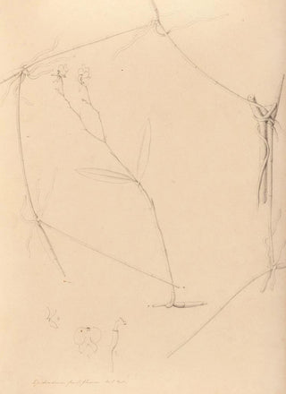 Iconography of the orchids of Brazil Pl41 - João Barbosa Rodrigues — artwork view