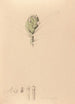 Iconography of Brazilian orchids Pl42 - João Barbosa Rodrigues — artwork view