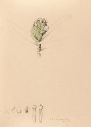 Iconography of Brazilian orchids Pl42 - João Barbosa Rodrigues — artwork view