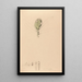 Iconography of Brazilian orchids Pl42 - João Barbosa Rodrigues — framed artwork on a wall