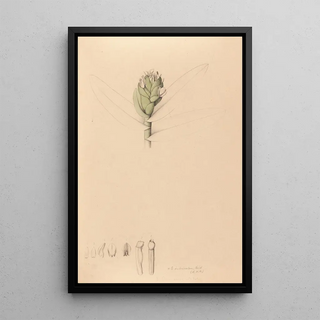 Iconography of Brazilian orchids Pl42 - João Barbosa Rodrigues — framed artwork on a wall