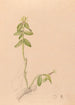 Iconography of Brazilian orchids Painting Pl43 - João Barbosa Rodrigues — artwork view