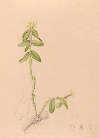 Iconography of Brazilian orchids Painting Pl43 - João Barbosa Rodrigues — artwork view