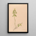 Iconography of Brazilian orchids Painting Pl43 - João Barbosa Rodrigues — framed artwork on a wall