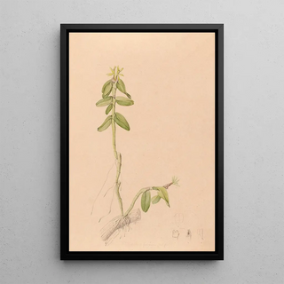 Iconography of Brazilian orchids Painting Pl43 - João Barbosa Rodrigues — framed artwork on a wall