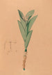 Iconography of the orchids of Brazil Pl44 - João Barbosa Rodrigues — artwork view