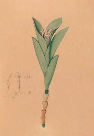 Iconography of the orchids of Brazil Pl44 - João Barbosa Rodrigues — artwork view
