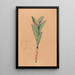 Iconography of the orchids of Brazil Pl44 - João Barbosa Rodrigues — framed artwork on a wall