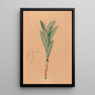 Iconography of the orchids of Brazil Pl44 - João Barbosa Rodrigues — framed artwork on a wall