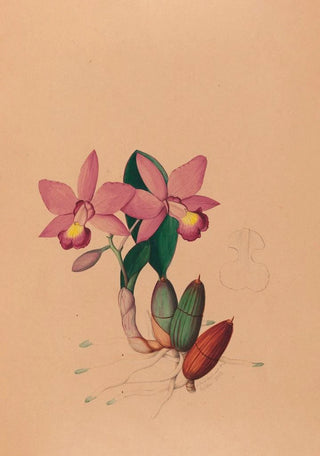 Iconography of Brazilian orchids Pl45 - João Barbosa Rodrigues — artwork view