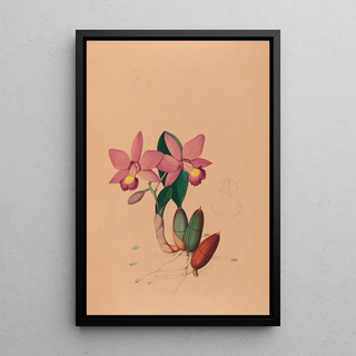 Iconography of Brazilian orchids Pl45 - João Barbosa Rodrigues — framed artwork on a wall