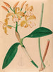 Iconography of Brazilian orchids Pl46 - João Barbosa Rodrigues — artwork view