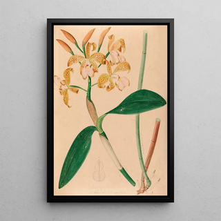 Iconography of Brazilian orchids Pl46 - João Barbosa Rodrigues — framed artwork on a wall