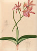 Iconography of Brazilian orchids Pl47 - João Barbosa Rodrigues — artwork view