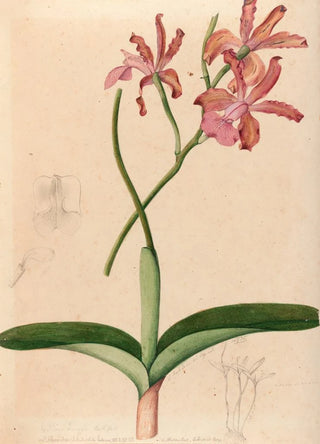 Iconography of Brazilian orchids Pl47 - João Barbosa Rodrigues — artwork view
