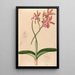 Iconography of Brazilian orchids Pl47 - João Barbosa Rodrigues — framed artwork on a wall