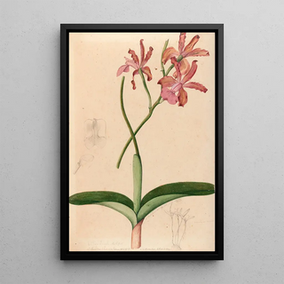 Iconography of Brazilian orchids Pl47 - João Barbosa Rodrigues — framed artwork on a wall
