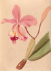 Iconographie des orchidées du Brésil Pl48 - João Barbosa Rodrigues — artwork view