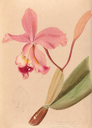 Iconographie des orchidées du Brésil Pl48 - João Barbosa Rodrigues — artwork view