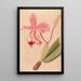 Iconographie des orchidées du Brésil Pl48 - João Barbosa Rodrigues — framed artwork on a wall