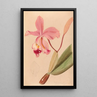 Iconographie des orchidées du Brésil Pl48 - João Barbosa Rodrigues — framed artwork on a wall