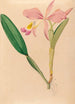 Iconography of Brazilian orchids Painting Pl49 - João Barbosa Rodrigues — artwork view