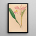 Iconography of Brazilian orchids Painting Pl49 - João Barbosa Rodrigues — framed artwork on a wall