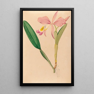 Iconography of Brazilian orchids Painting Pl49 - João Barbosa Rodrigues — framed artwork on a wall