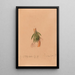 Iconographie des orchidées du Brésil Pl50 - João Barbosa Rodrigues — framed artwork on a wall