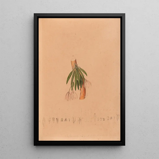 Iconographie des orchidées du Brésil Pl50 - João Barbosa Rodrigues — framed artwork on a wall