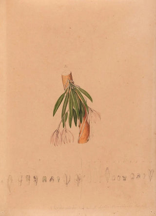 Iconographie des orchidées du Brésil Pl50 - João Barbosa Rodrigues — artwork view