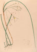 Iconographie des orchidées du Brésil Pl51 - João Barbosa Rodrigues — artwork view