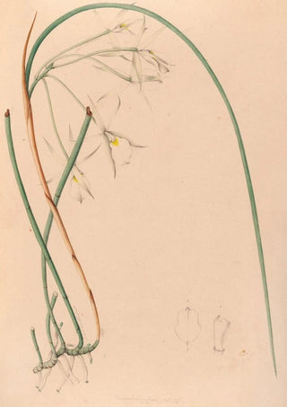 Iconographie des orchidées du Brésil Pl51 - João Barbosa Rodrigues — artwork view