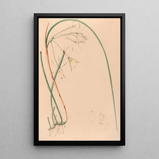 Iconographie des orchidées du Brésil Pl51 - João Barbosa Rodrigues — framed artwork on a wall