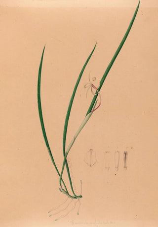 Iconography of Brazilian orchids Pl52 - João Barbosa Rodrigues — artwork view