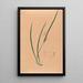 Iconography of Brazilian orchids Pl52 - João Barbosa Rodrigues — framed artwork on a wall