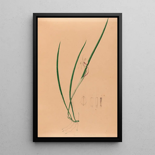 Iconography of Brazilian orchids Pl52 - João Barbosa Rodrigues — framed artwork on a wall